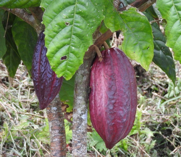 Coco bean