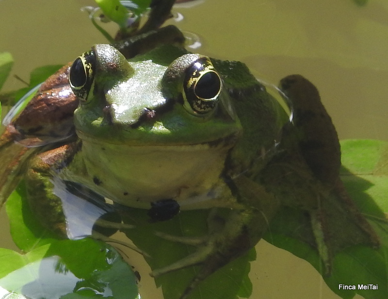 Frog