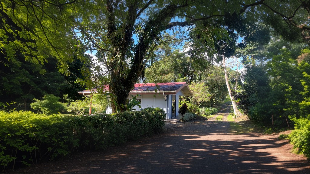 Pelicano
