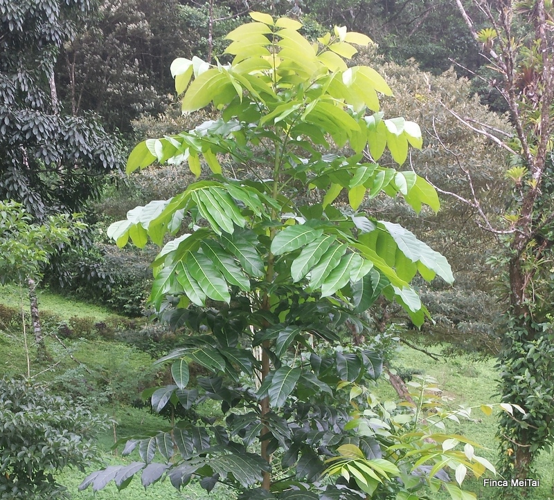Reforestation
