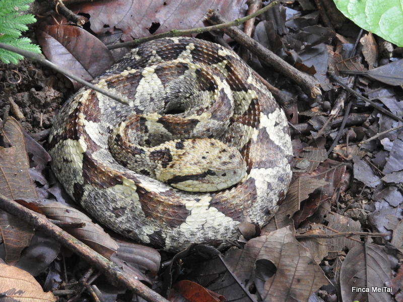 Snake