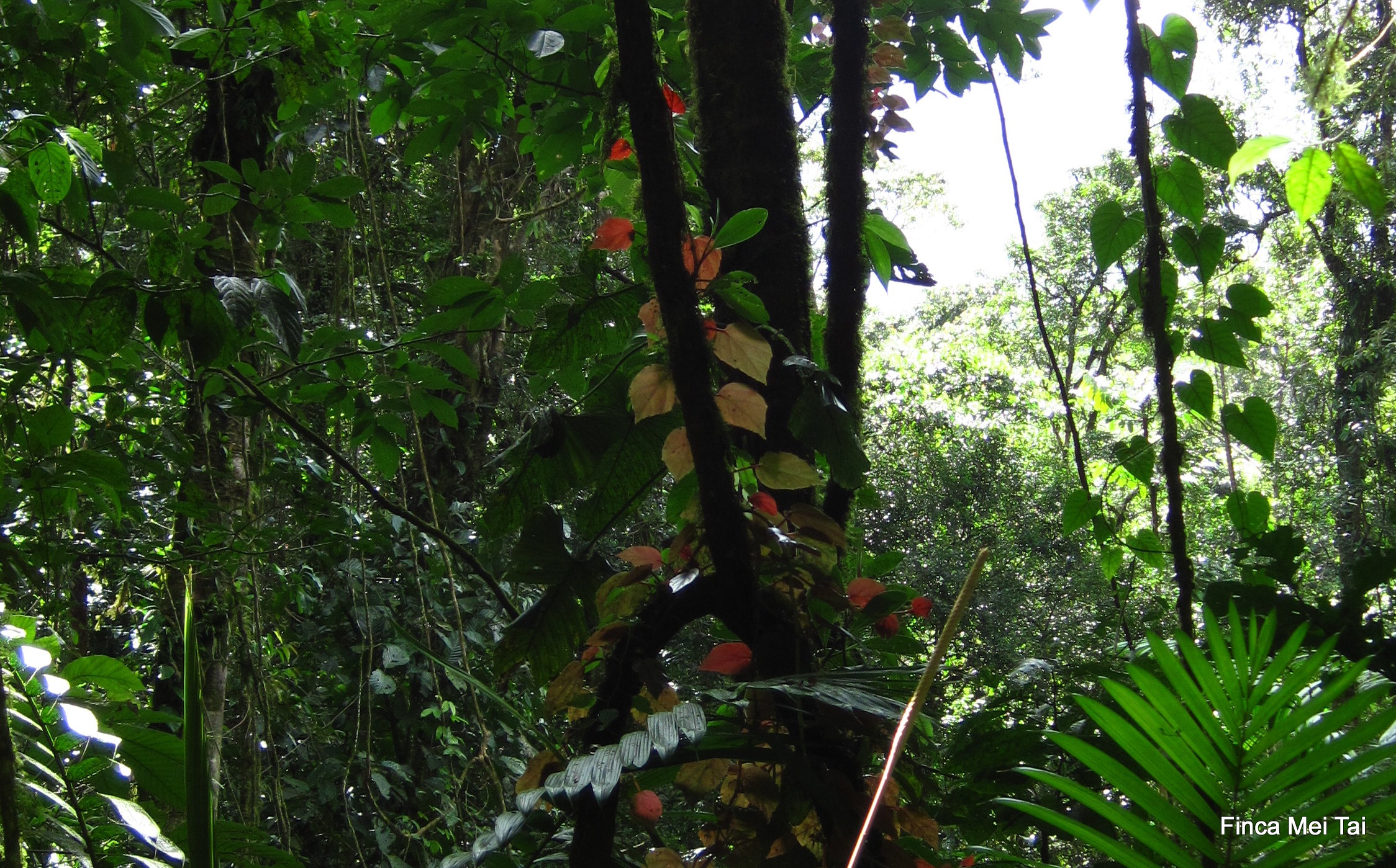 Finca Mei Tai